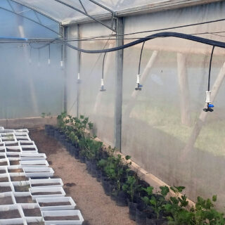 Nebulização em Estufas.
🌫️ Controle de temperatura e umidade com precisão.
A nebulização cria uma névoa fina que protege suas plantas do estresse térmico sem encharcar o solo.
.
Para saber mais, acesse o link na bio 🚜💧
🚜💧🌱
.
#Nebulização #ClimatizaçãoAgrícola #Irrigacao #Agricultura #Agronegócio #EstufasBrasil #TecnologiaNoCampo #AraguaiaIrriga