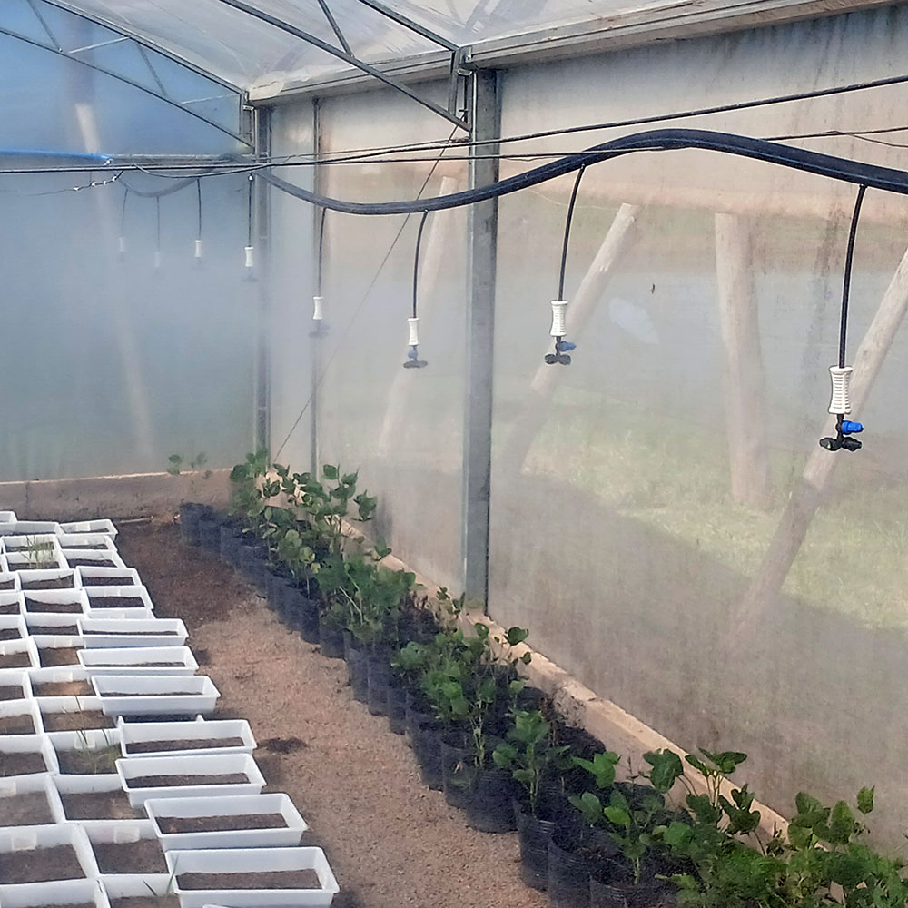 Nebulização em Estufas.
🌫️ Controle de temperatura e umidade com precisão.
A nebulização cria uma névoa fina que protege suas plantas do estresse térmico sem encharcar o solo.
.
Para saber mais, acesse o link na bio 🚜💧
🚜💧🌱
.
#Nebulização #ClimatizaçãoAgrícola #Irrigacao #Agricultura #Agronegócio #EstufasBrasil #TecnologiaNoCampo #AraguaiaIrriga
