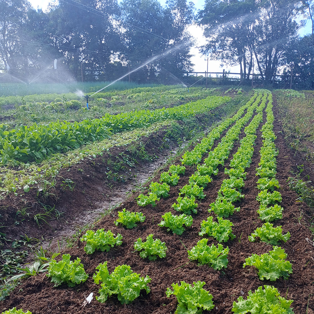 O Ciclo não para 🚜💧 
A colheita de verão está saindo, mas o planejamento para as culturas de inverno já começou. Irrigação é o seguro que garante que sua próxima safra seja tão boa quanto a última. 
.
Há mais de 40 anos irrigando solo gaúcho. 
Acesse o link na bio e conheça o nosso trabalho.
.
#AraguaiaIrriga #PlanejamentoAgro #Irrigacao #Agricultura #Agronegócio #PequenosProdutores #SustentabilidadeNoCampo #DicaDoCampo #RioGrandedoSul