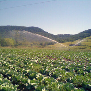 Irrigação contra Geada: O "escudo" de gelo. 
❄️ Parece contraditório, mas a aspersão é uma das formas mais eficazes de proteger cultivos sensíveis contra geadas.
Ao manter o sistema ligado, forma-se uma fina camada de gelo sobre as folhas. Esse processo libera calor latente, mantendo a temperatura da planta em 0°C, enquanto o ar externo está muito mais frio. É a física trabalhando a favor da produtividade! 
🛡️🌱
Atenção: Essa técnica exige cálculo técnico e aspersores específicos. Quer proteger sua lavoura das baixas temperaturas? Fale com quem entende de projeto!
.
Acesse o link na bio e conheça o nosso trabalho 🚜💧🌱 
. 
#ProteçãoContraGeada #InvernoNoCampo #Irrigacao #Agricultura #Agronegócio #ManejoAgrícola #AgroRS #AraguaiaIrriga