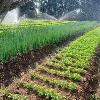 Produção de Folhosas. 🥬
Alface, rúcula e temperos não param no inverno se tiverem a irrigação correta dentro da estufa.
Garanta seu padrão de qualidade o ano todo.
Acesse o link na bio e faça um orçamento 🚜💧
#Horticultura #Alface #ProduçãoOnoTodo #Estufas #Irrigacao #Agricultura #Agronegócio #AraguaiaIrriga
