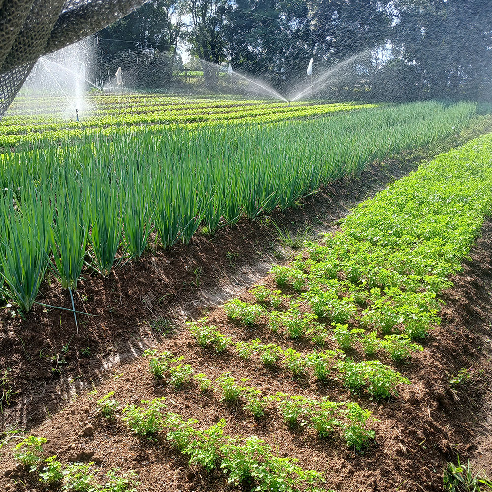 Produção de Folhosas. 🥬
Alface, rúcula e temperos não param no inverno se tiverem a irrigação correta dentro da estufa.
Garanta seu padrão de qualidade o ano todo.
Acesse o link na bio e faça um orçamento 🚜💧
#Horticultura #Alface #ProduçãoOnoTodo #Estufas #Irrigacao #Agricultura #Agronegócio #AraguaiaIrriga