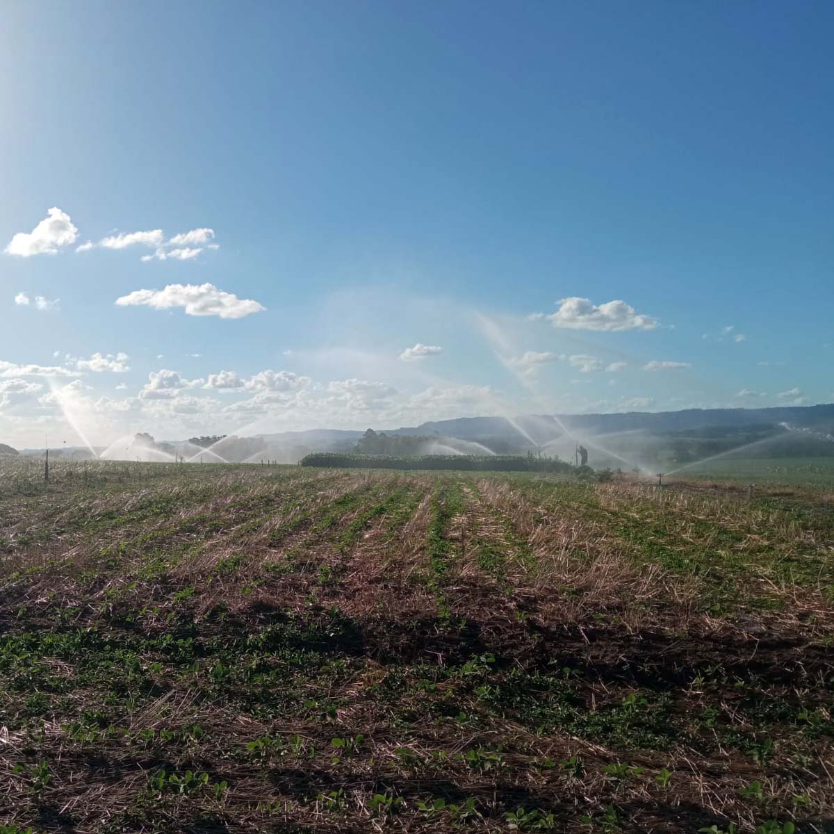 Há mais de 40 anos irrigando solo gaúcho 🚜💧🌱 
Tecnologia e confiança para o pequeno e o grande produtor. 
.
Conheça o nosso trabalho, acesse o link na bio. 
.
#Irrigacao #Agricultura #Agronegócio #PequenosProdutores #SustentabilidadeNoCampo #DicaDoCampo #RioGrandedoSul #AraguaiaIrriga