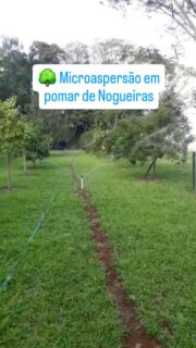 🌳 Microaspersão em pomar de Nogueiras, em Espumoso/RS.
Neste projeto foi utilizado o Aspersor autocompensante Rain Bird LXF300, com alcance de até 5,5 metros e altura de jato entre 50,8 e 63,5 cm.
O pomar é consorciado com criação de gado, uma estratégia que otimiza o uso da área e promove maior integração entre as atividades da propriedade.
A microaspersão é uma excelente opção para pomares, pois distribui a água de forma uniforme ao redor das plantas, favorecendo o desenvolvimento do sistema radicular e proporcionando maior eficiência no manejo da irrigação.
Enquanto o gotejamento concentra a água em pontos específicos, a microaspersão amplia a área molhada ao redor da planta, sendo uma solução muito utilizada em culturas perenes, como as nogueiras.
Quer saber qual sistema de irrigação é o mais indicado para a sua cultura? Comente aqui ou fale com a nossa equipe. 🌱
#Araguaia #Irrigação #Microaspersão #AgroRS #RioGrandeDoSul