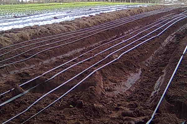 Plantio de folhosas em Camobi - Santa Maria