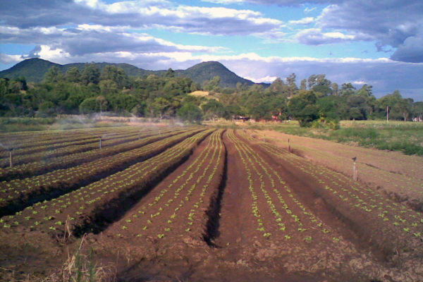 Cultura de folhosas em Santa Maria