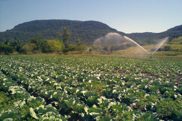 Produção de hortigranjeiros em Santa Maria