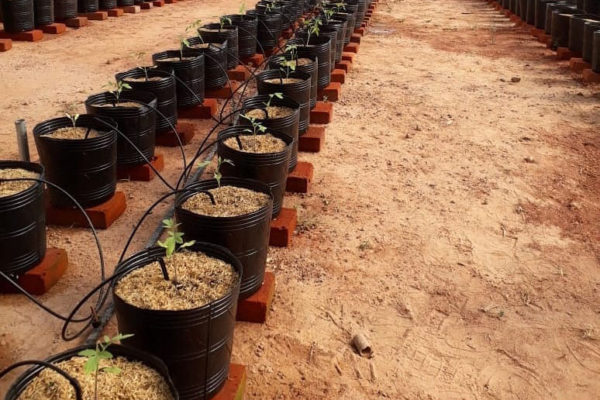 Estufa para cultura de tomate em vaso em Santa Maria