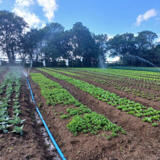 Passo a passo para preparar o solo antes do plantio

🌱 Um bom plantio começa no solo:
1️⃣ Analise o solo (pH e nutrientes)
2️⃣ Corrija a acidez com calcário
3️⃣ Faça adubação de base
4️⃣ Revolva e nivele o terreno
5️⃣ Proteja contra erosão

💧 Um solo saudável retém melhor a água e nutre a planta.
.
Para saber mais, acesse o link na bio 🚜💧
.
Quem irriga, cresce 🌱
.
#Agronegócio #PlantioCerto #Irrigação #ProduçãoRural #DicaDoCampo #SustentabilidadeAgrícola #AgroBrasil
#IrrigacaoAraguaia #SistemadeIrrigacao #Agricultura #Cultivo #Plantio #Lavoura #RioGrandedoSul