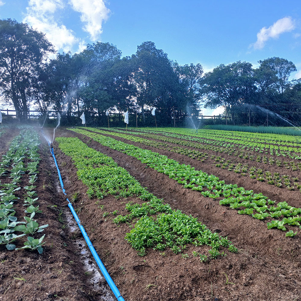 Passo a passo para preparar o solo antes do plantio

🌱 Um bom plantio começa no solo:
1️⃣ Analise o solo (pH e nutrientes)
2️⃣ Corrija a acidez com calcário
3️⃣ Faça adubação de base
4️⃣ Revolva e nivele o terreno
5️⃣ Proteja contra erosão

💧 Um solo saudável retém melhor a água e nutre a planta.
.
Para saber mais, acesse o link na bio 🚜💧
.
Quem irriga, cresce 🌱
.
#Agronegócio #PlantioCerto #Irrigação #ProduçãoRural #DicaDoCampo #SustentabilidadeAgrícola #AgroBrasil
#IrrigacaoAraguaia #SistemadeIrrigacao #Agricultura #Cultivo #Plantio #Lavoura #RioGrandedoSul