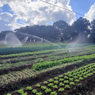 Automação: sua lavoura não para.
.
🤖 Com os controladores automáticos, sua irrigação liga e desliga no horário programado. Menos preocupação, mais precisão e economia de energia.
🌱🌱🌱🌱🌱🌱
.
Consulte disponibilidade de estoque 🛒
.
 #AutomaçãoAgrícola #Agro40 #Irrigacao #Agricultura #Agronegócio #SmartAgro #EconomiaDeÁgua #AraguaiaIrriga