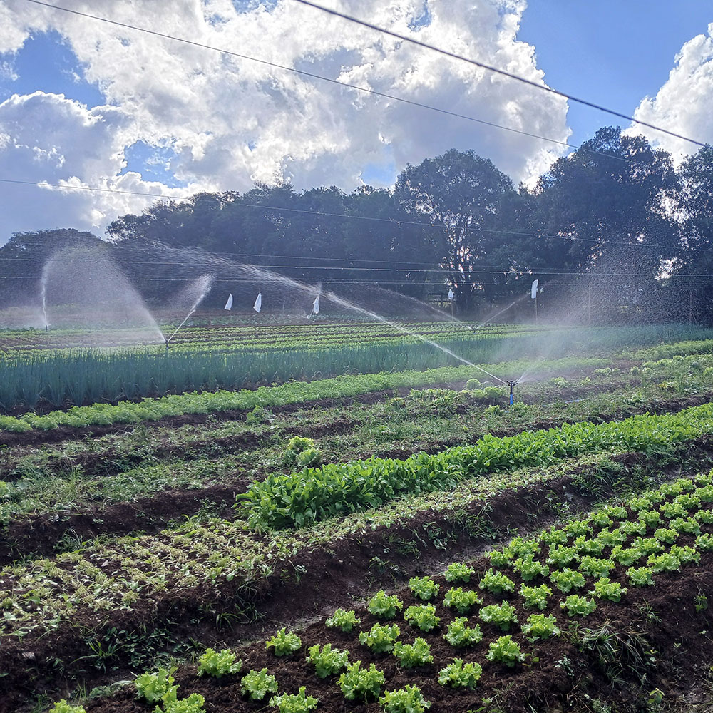 Automação: sua lavoura não para.
.
🤖 Com os controladores automáticos, sua irrigação liga e desliga no horário programado. Menos preocupação, mais precisão e economia de energia.
🌱🌱🌱🌱🌱🌱
.
Consulte disponibilidade de estoque 🛒
.
 #AutomaçãoAgrícola #Agro40 #Irrigacao #Agricultura #Agronegócio #SmartAgro #EconomiaDeÁgua #AraguaiaIrriga