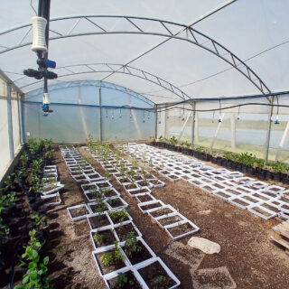 Morango e Irrigação. 🍓 
O queridinho das estufas no RS! O gotejamento é essencial para o morango, mantendo os frutos secos (evitando doenças) e as raízes hidratadas. 
. 
Há mais de 40 anos irrigando solo gaúcho. 
.
Peça o seu orçamento 🚜💧🌱
.
💧💧💧💧💧💧💧💧💧 
 #CultivoDeMorango #Gotejamento #Hortifruti #Irrigacao #Agricultura #Agronegócio #ProdutorDeMorango #AraguaiaIrriga