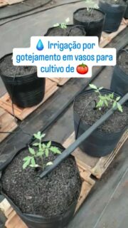 🍅 Irrigação por gotejamento em vasos para cultivo de tomates.
Tecnologia e eficiência para levar água na medida certa para cada planta. 💧🌱
O sistema libera água diretamente na região das raízes, de forma lenta e uniforme, proporcionando maior aproveitamento da água e mais controle no manejo da irrigação.
A irrigação por gotejamento contribui para o desenvolvimento das culturas, reduz desperdícios e permite um cultivo mais eficiente.
Quer uma produção mais eficiente? Comente aqui e fale com a nossa equipe. 🌱
#Araguaia #Irrigação #Gotejamento #AgroRS #RioGrandeDoSul